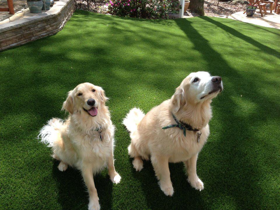 Pet Turf Installation